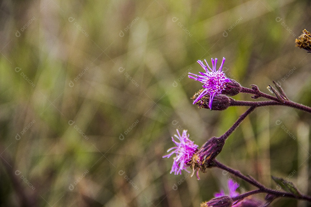 flores da altitude brasileira