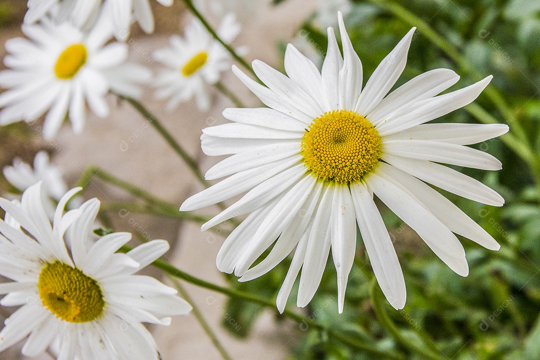 Lírio branco brasileiro