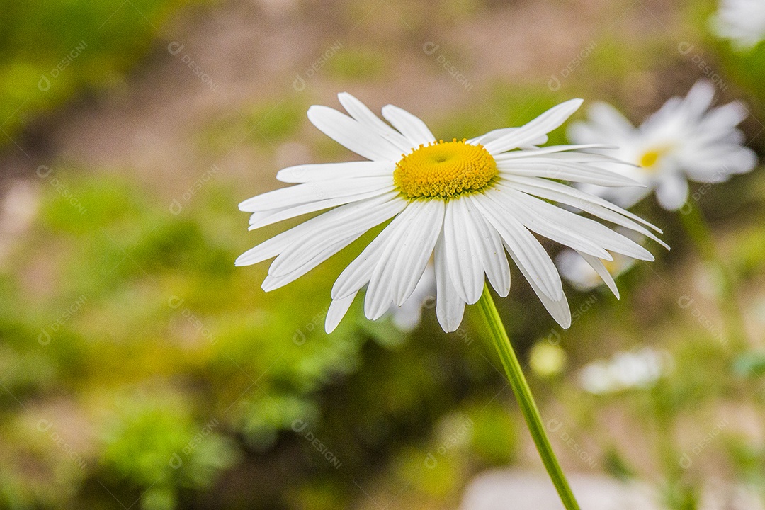 Lírio branco brasileiro