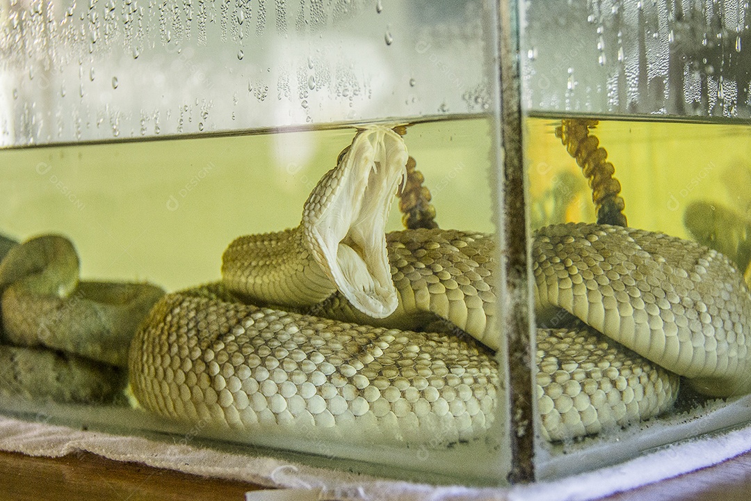 cobras fechadas em caixa de vidro transparente