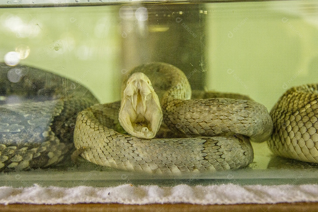 snakes enclosed in a transparent glass box