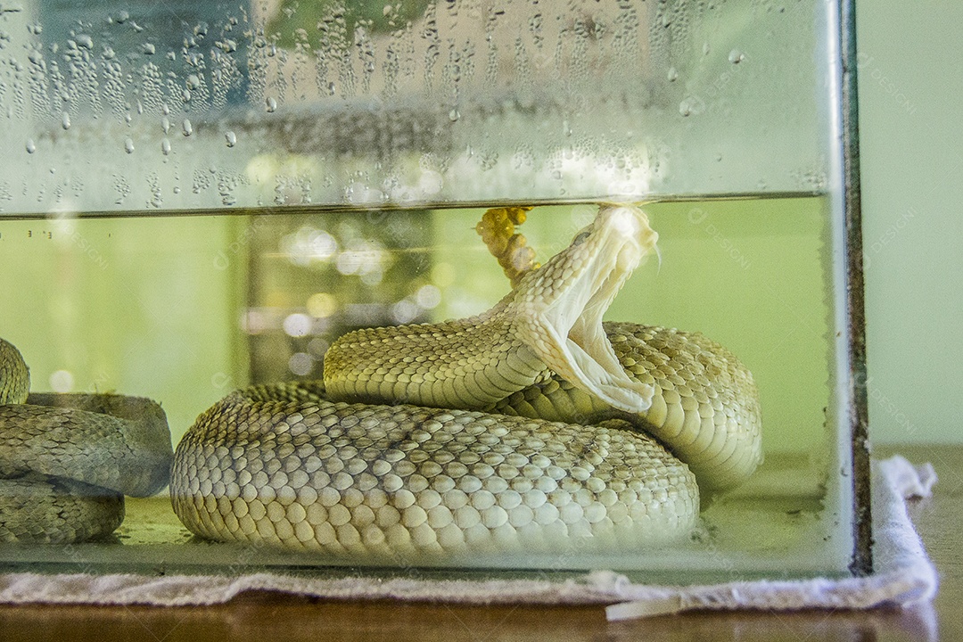 snakes enclosed in a transparent glass box