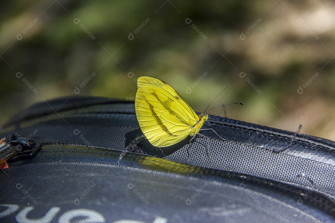 borboleta amarela ao ar livre