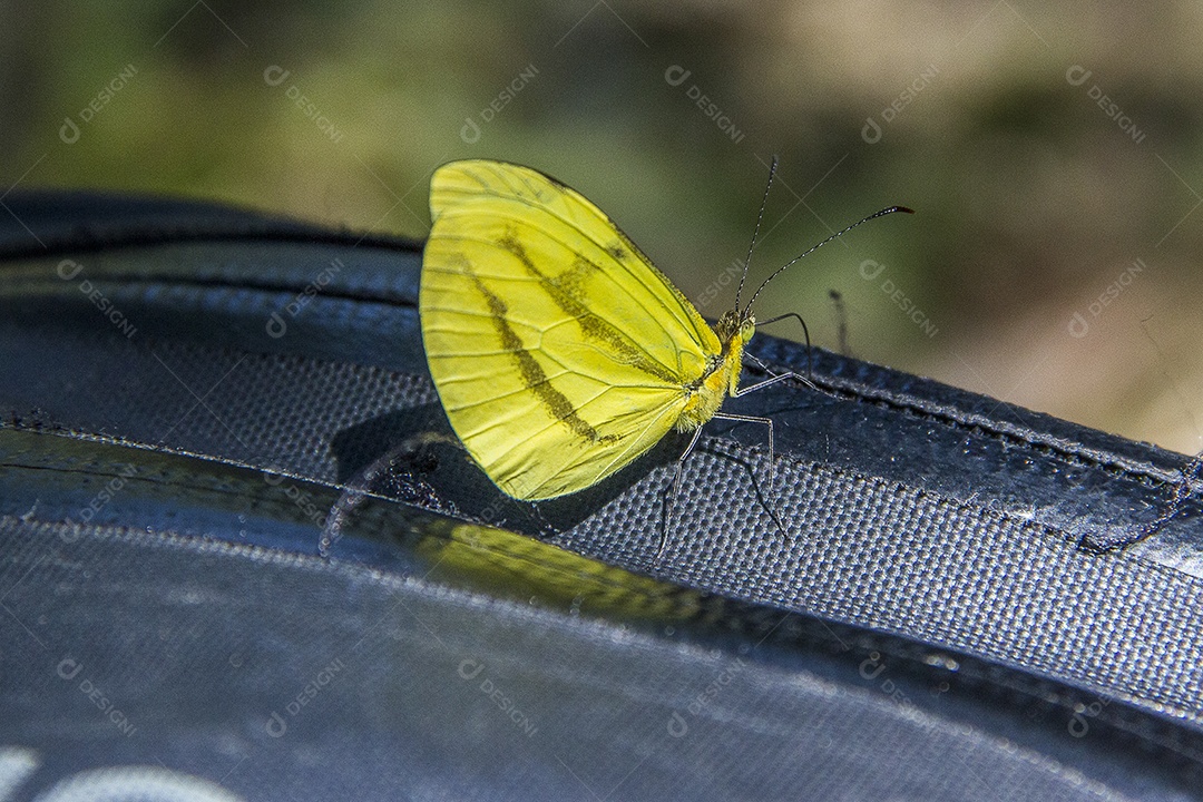 borboleta amarela ao ar livre