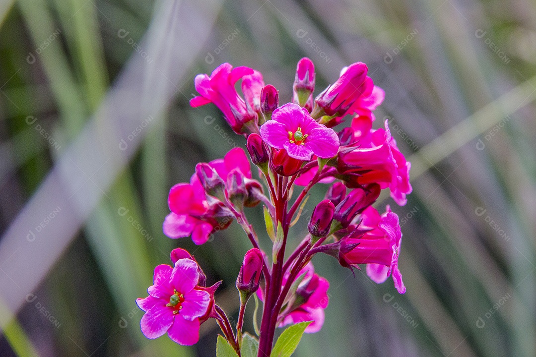 Flor bergenia ao ar livre brasileiras