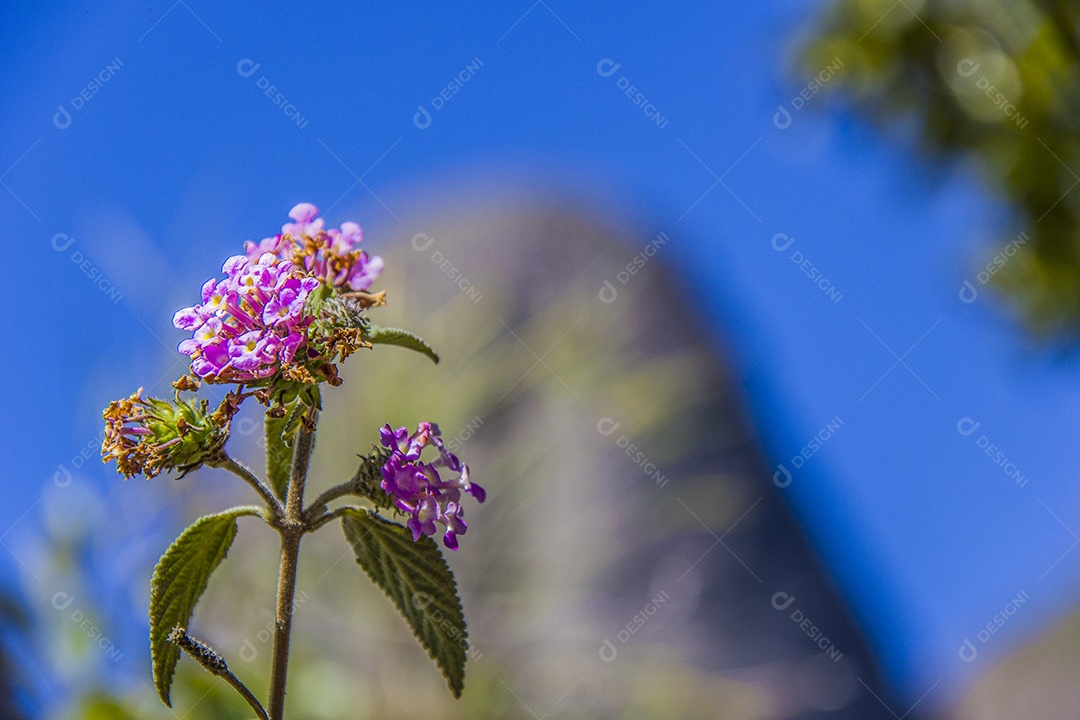 flores da altitude brasileira