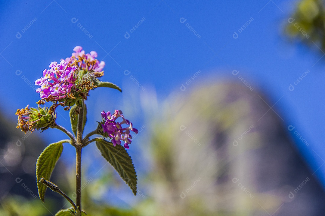 flores da altitude brasileira