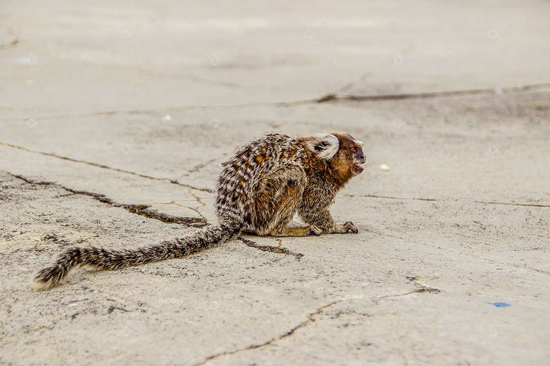 Macacos brasileiros ao ar livre