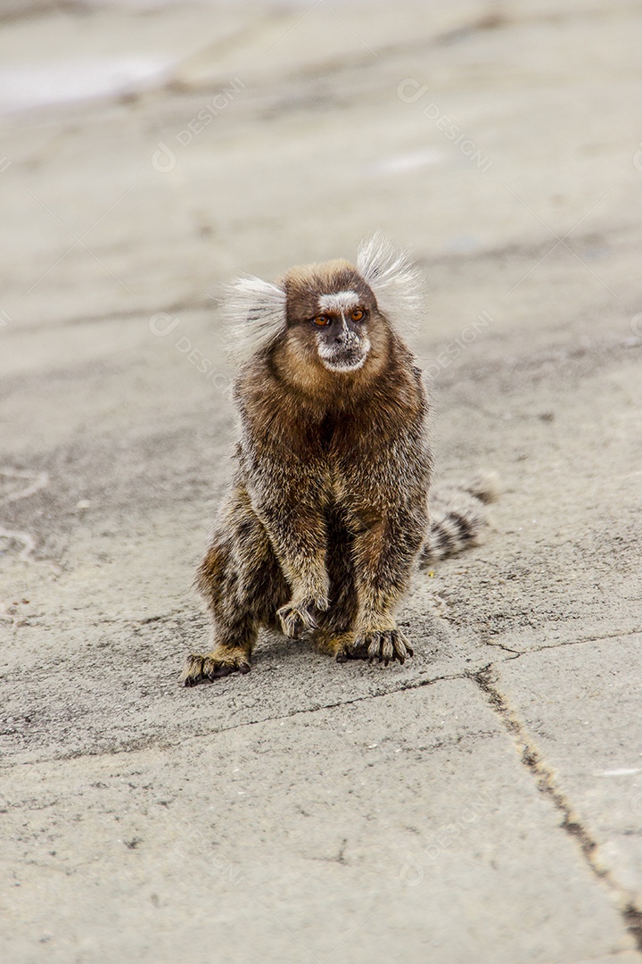 Macacos brasileiros ao ar livre