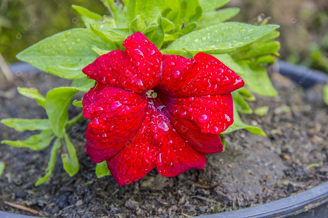 Flor vermelha ao ar livre brasileiras