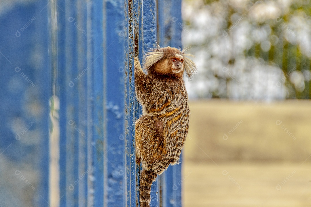Macacos brasileiros ao ar livre