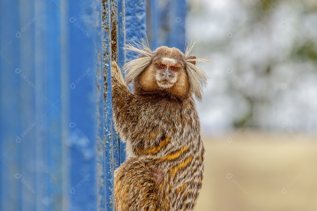 Macacos brasileiros ao ar livre