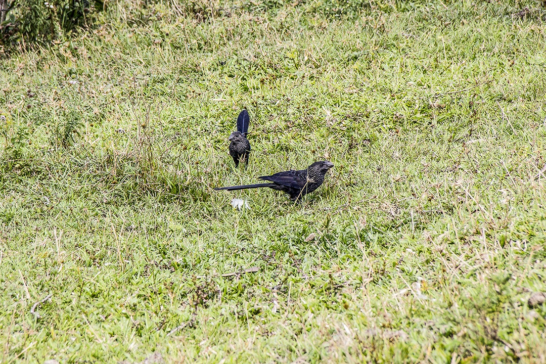 aves brasileiras ao ar livre