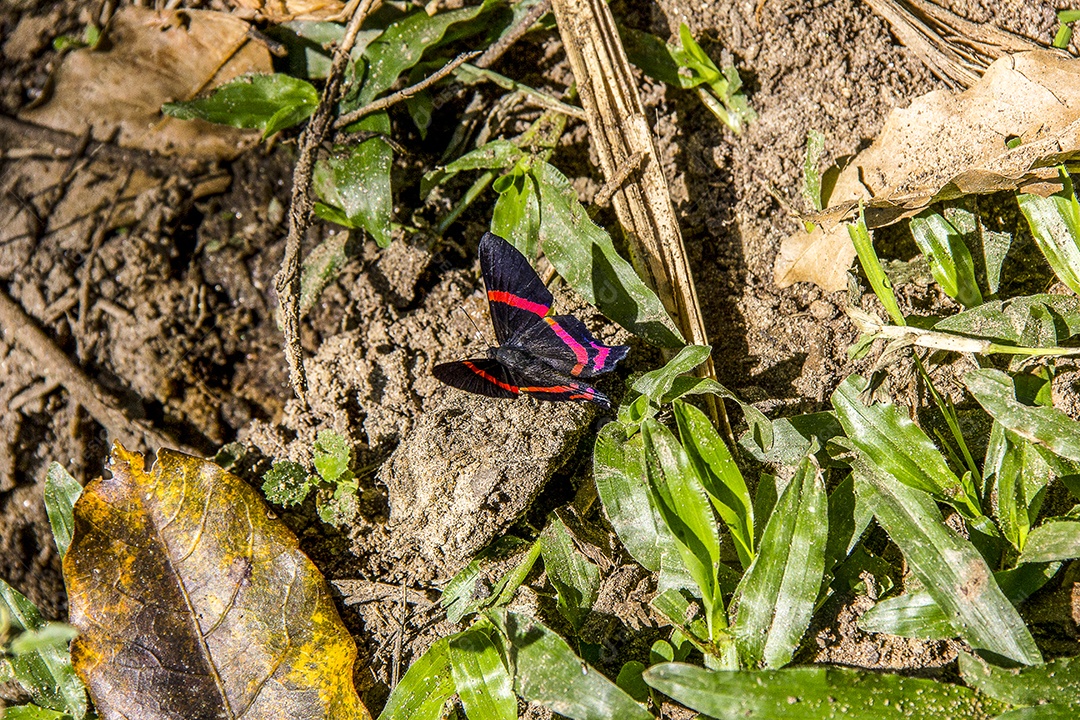 Borboleta preta em cima de plantas ao ar livre brasileiras