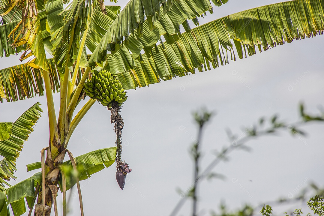 Bananeira com cachos de banana verde