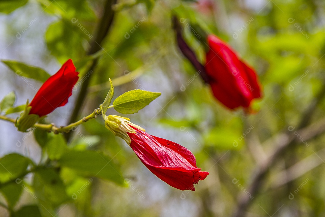 plantas ao ar livre brasileiras