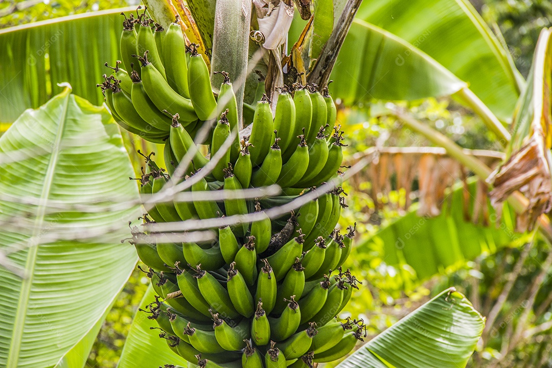 Bananeira com cachos de banana verde