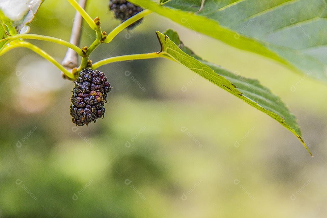 amora no pé brasileiro