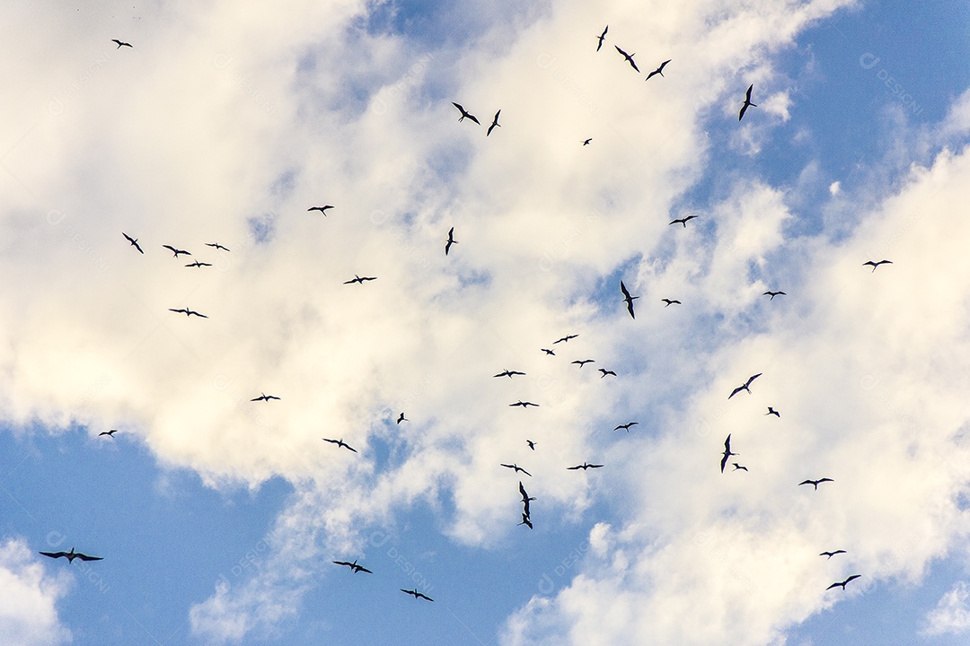 detalhes de um céu azul com pássaros