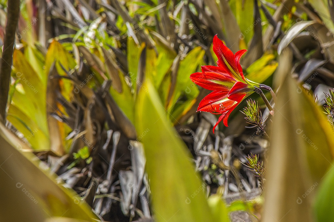 Imagem de uma flor na natureza