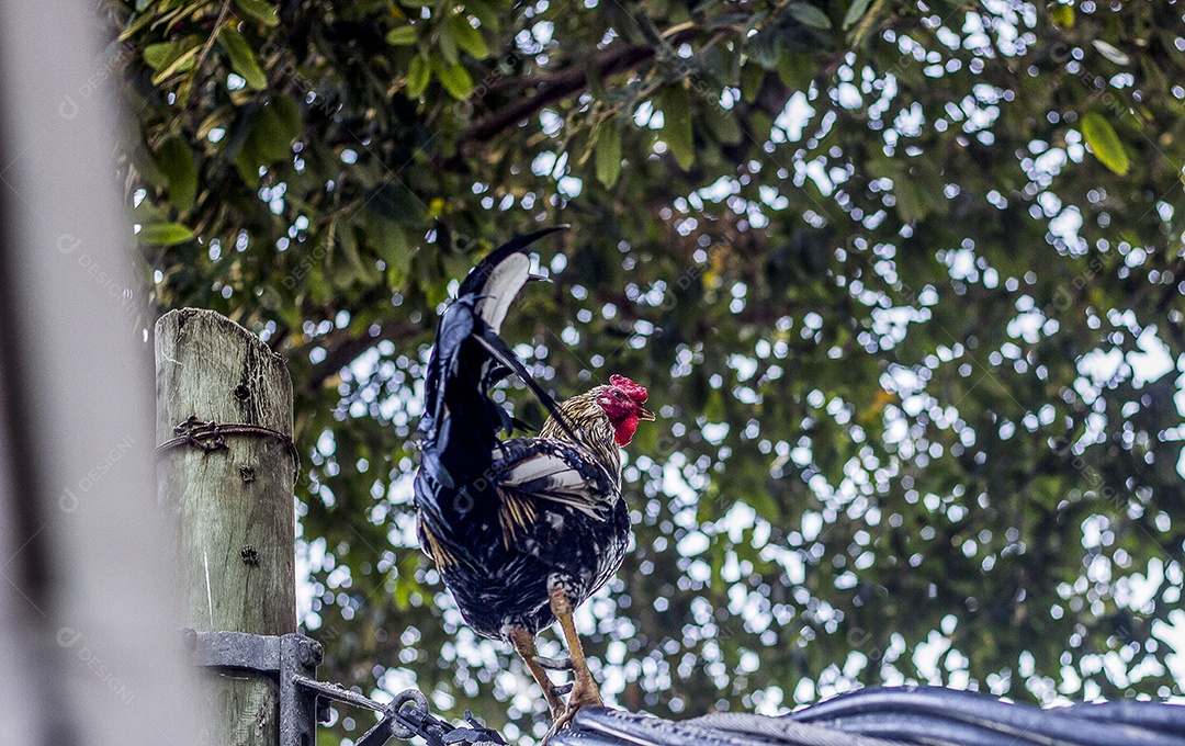 galo brasileiro ao ar livre