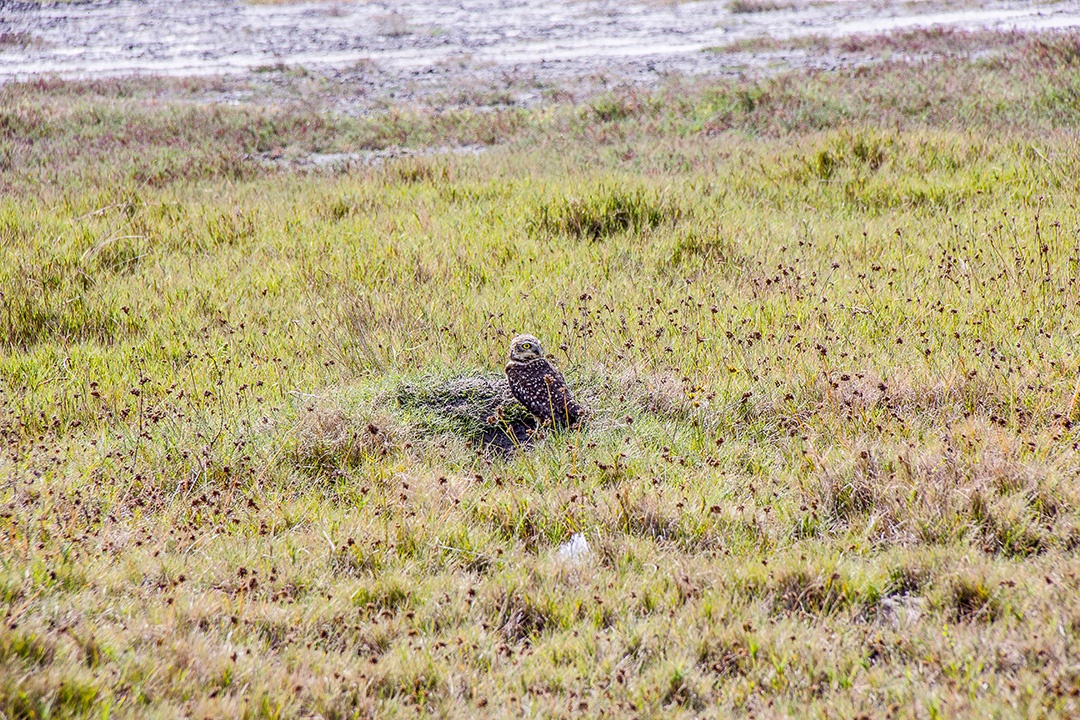 aves brasileiras ao ar livre