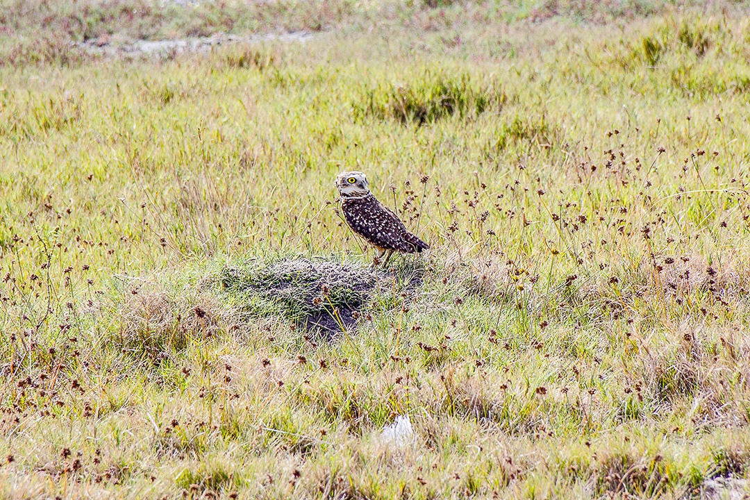 aves brasileiras ao ar livre