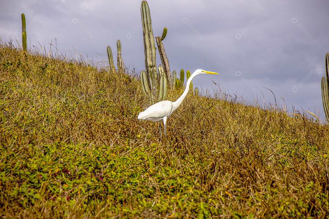aves brasileiras ao ar livre