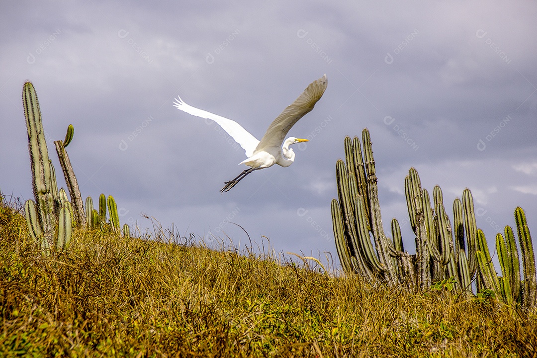 aves brasileiras ao ar livre
