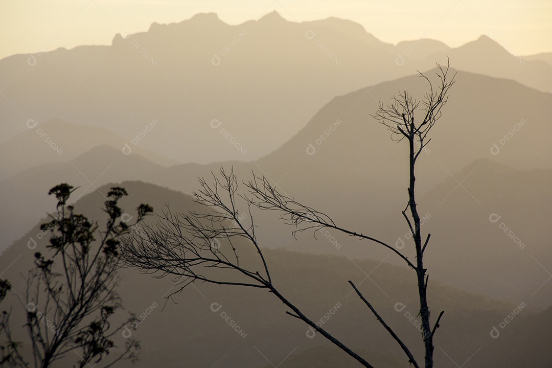 galhos de árvores secas no outono