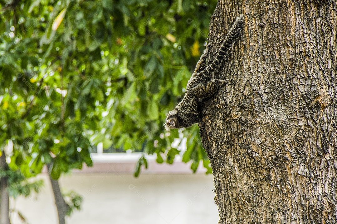 Macacos brasileiros ao ar livre