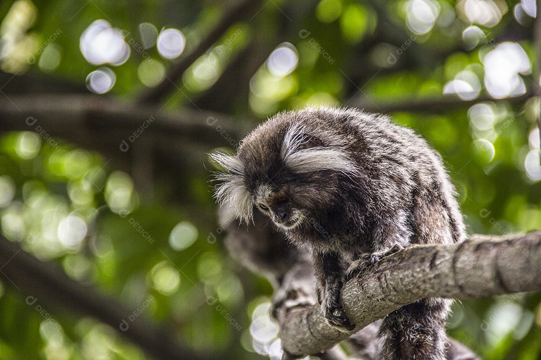 Macacos brasileiros ao ar livre