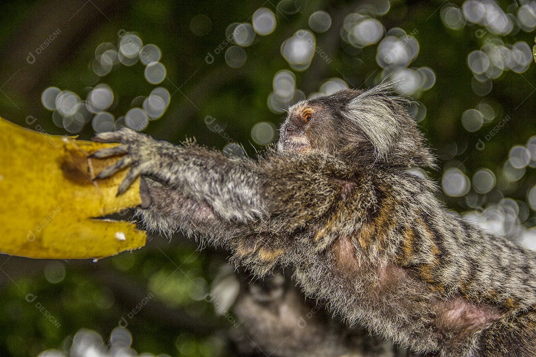 Macacos brasileiros ao ar livre