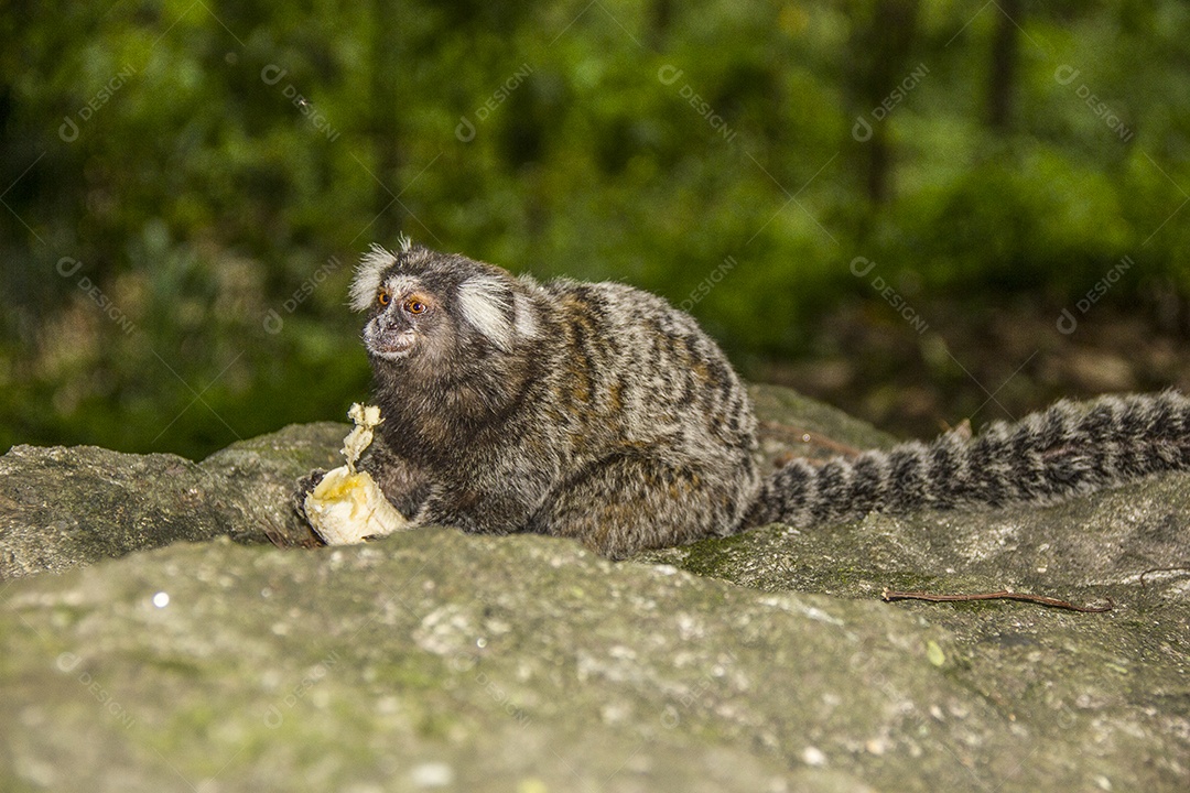 Macacos brasileiros ao ar livre