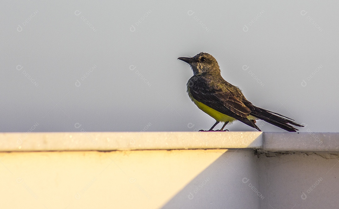 aves brasileiras ao ar livre