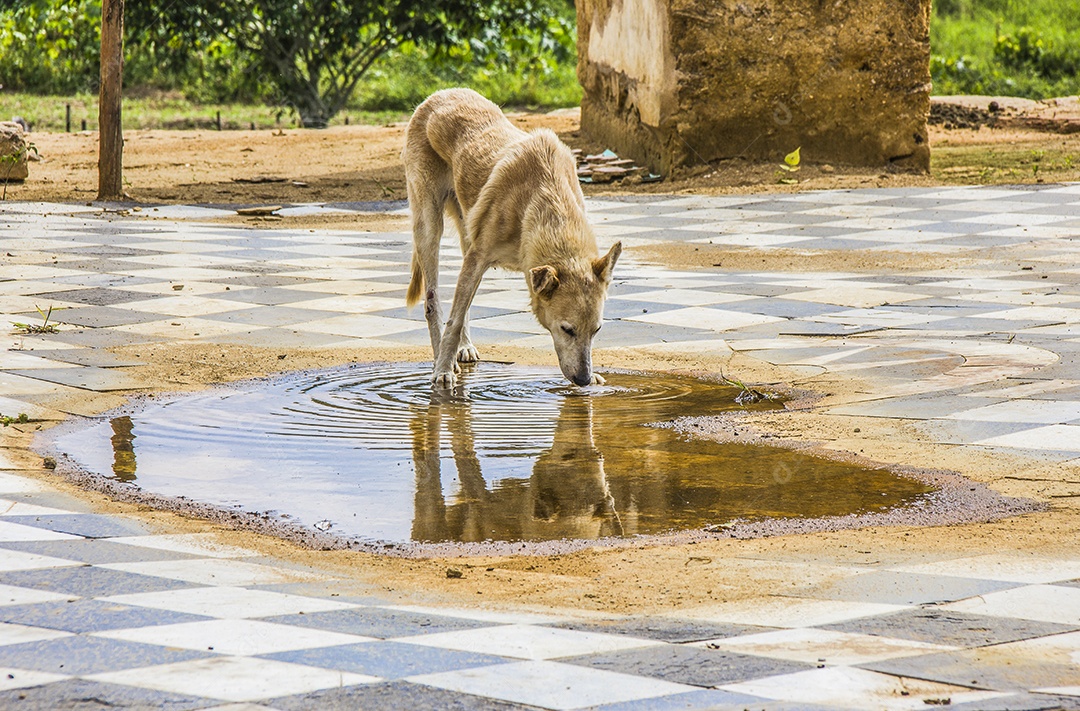 cão popularmente conhecido como vira-latas