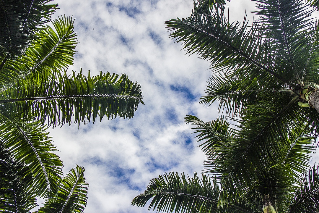 palmeira brasileira