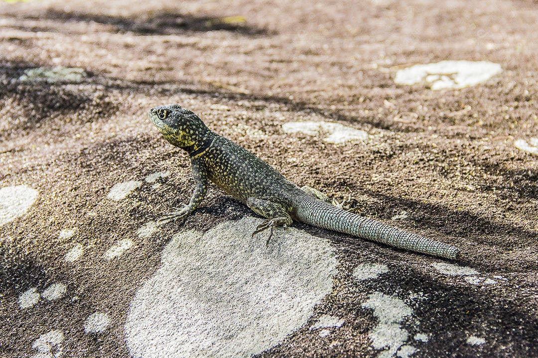 Lagarto sem cauda Brasil