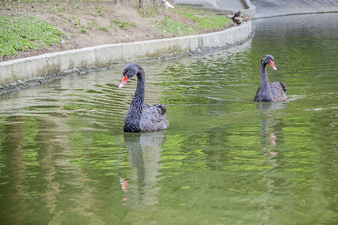 Aves brasileiras ao ar livre em parque com lago