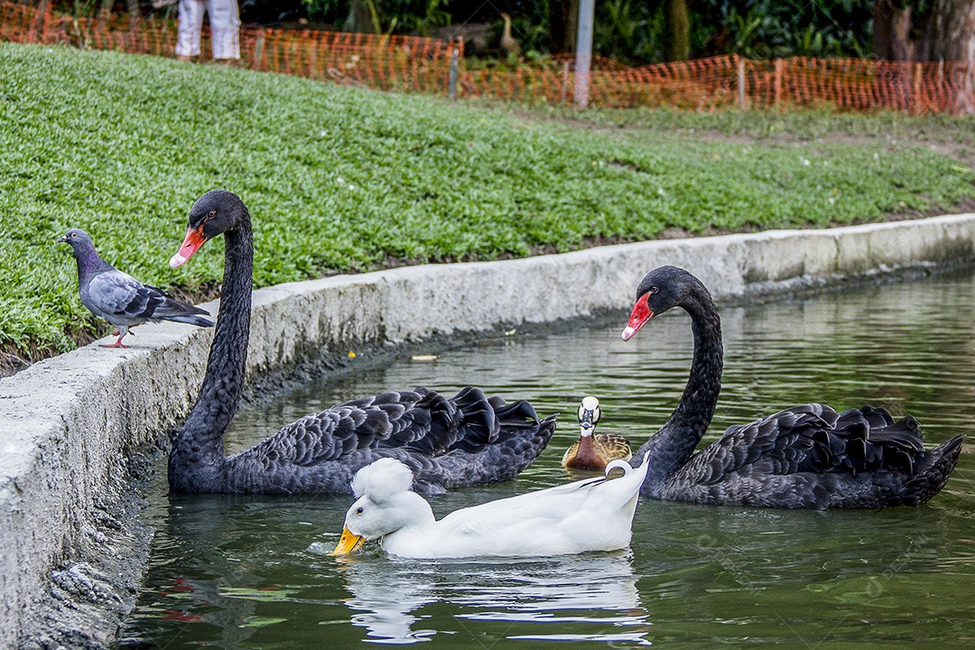 Aves brasileiras ao ar livre em parque com lago