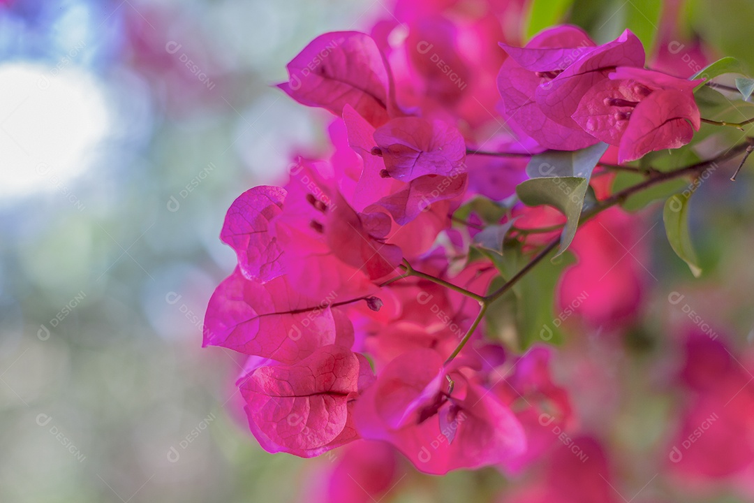 Flor rosa brasileira