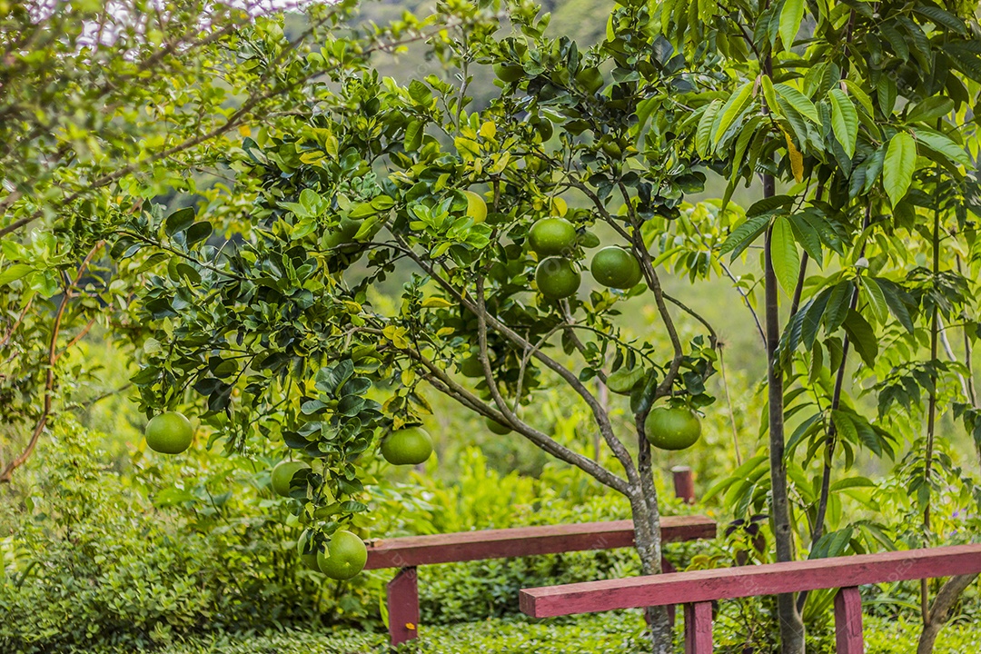 Plantas ao ar livre brasileiras