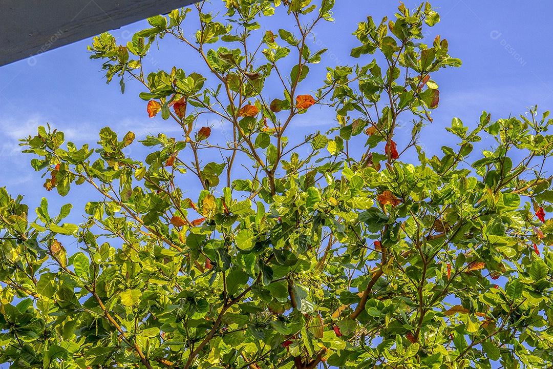 Plantas com folhas verdes