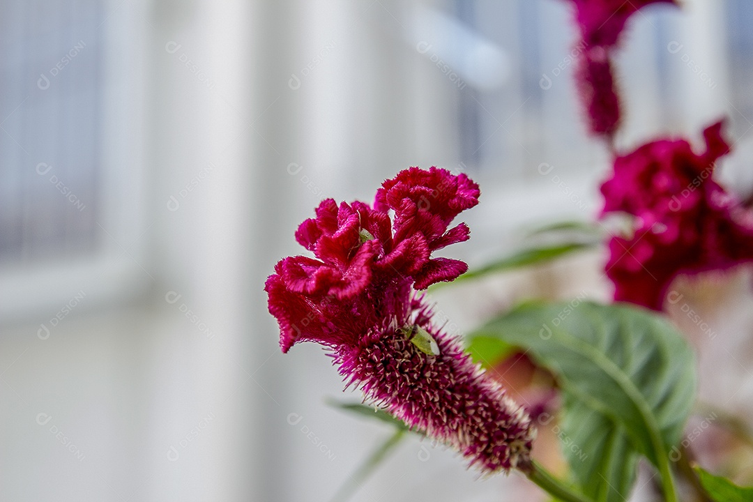 Flor rosa ao ar livre brasileiras