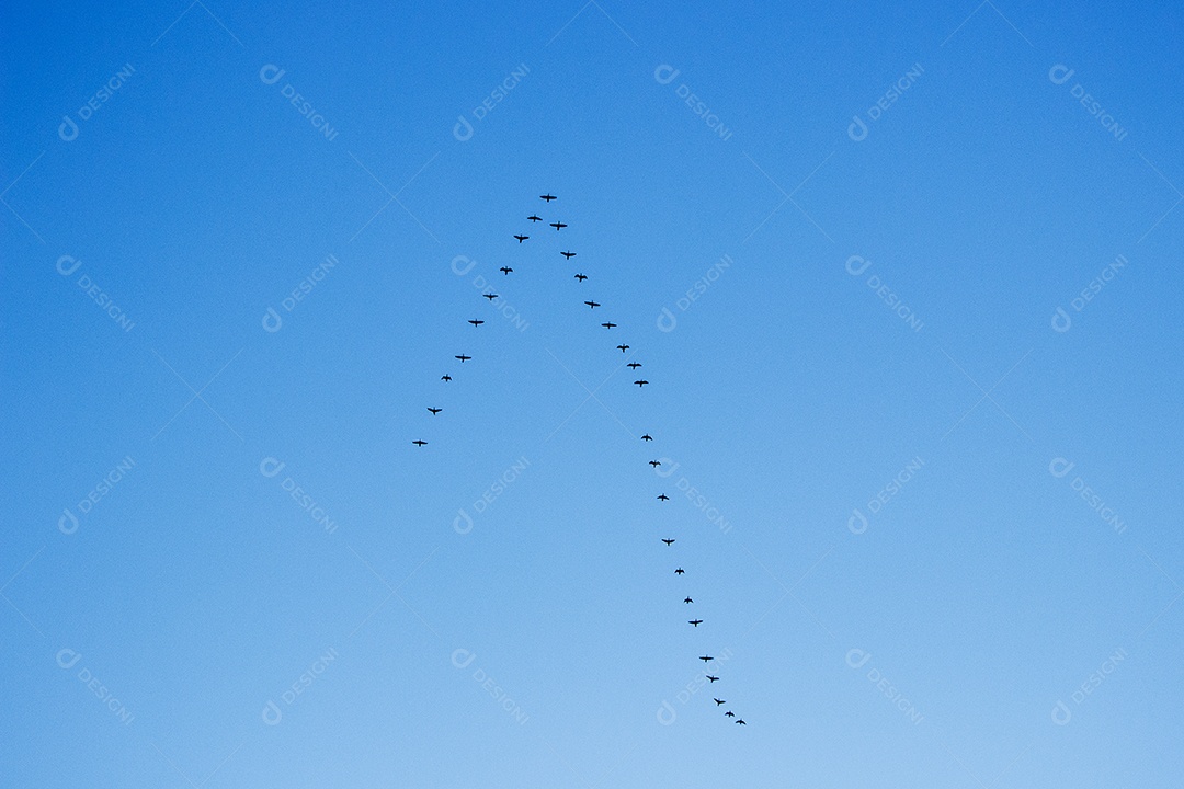Paisagem céu azul  com pássaros voando