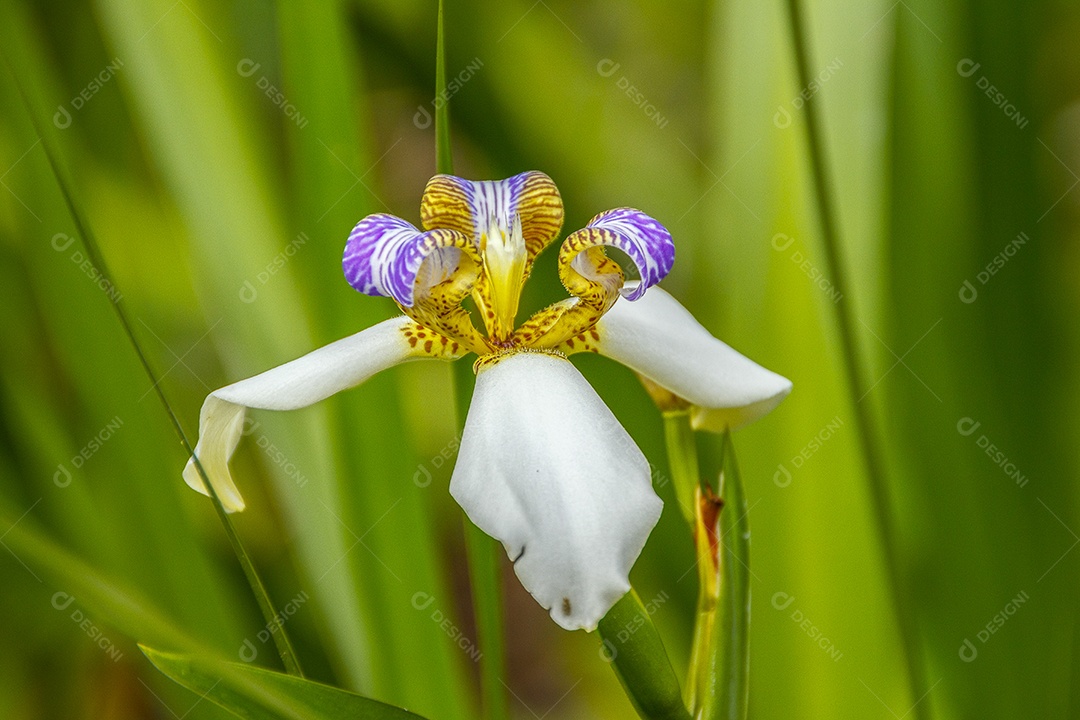 Plantas ao ar livre brasileiras.
