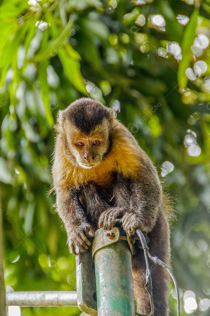 Macacos brasileiros ao ar livre.