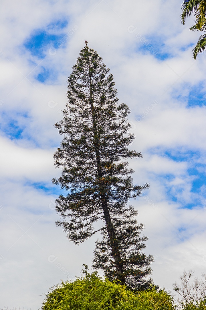 Plantas ao ar livre brasileiras.