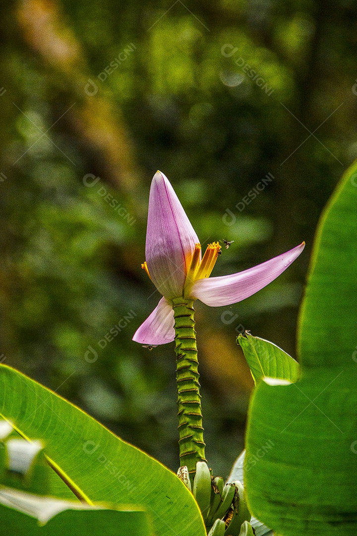 Pé de bananeira brasileira.