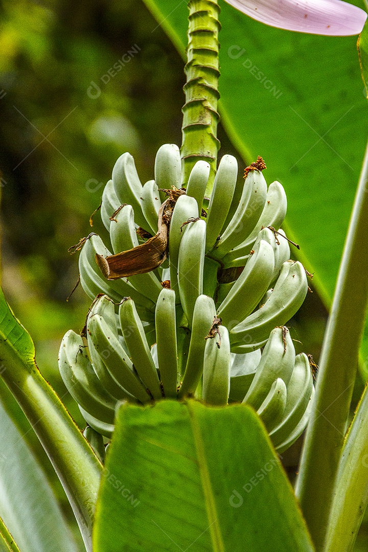 Pé de bananeira brasileira.